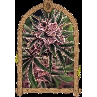 Exotic Seed - Tropical Fuel | Feminized seeds | 25 seeds