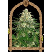 Exotic Seed - Z&Z Auto | Autoflowering mag | 10 darab - Exotic Seeds Automata - G-Systems Engineering - Seed Diskont - Hanfsamen Shop