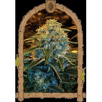 Exotic Seed - Z&Z | Feminized seeds | 10 seeds - Exotic Seeds Feminised - Exotic Seed - Seed Diskont - Hanfsamen Shop