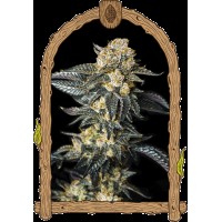Exotic Seed - Zkittaberry Auto | Autoflowering mag | 10 darab - Exotic Seeds Automata - G-Systems Engineering - Seed Diskont - Hanfsamen Shop