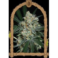 Exotic Seed - Zkittalicious Auto | Autoflowering mag | 10 darab - Exotic Seeds Automata - G-Systems Engineering - Seed Diskont - Hanfsamen Shop