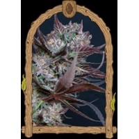 Black Lemon FemStrain Purple Plant USA Genetics Feminized seeds Black Lemon FemStrain Purple Plant USA Genetics Feminized seeds