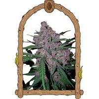 Exotic Seeds-Penkiller Exclusive Feminized seeds