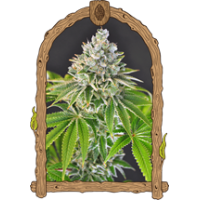 Exotic Seed - Artic FlurryStrain Feminized seeds