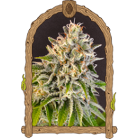 Exotic BiscottiStrain USA Genetics High Yield Feminized seeds