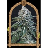 Exotic Seed - Death RollStrain USA Genetics Feminized seeds Exotic Seed - Death RollStrain USA Genetics Feminized seeds