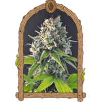 Exotic Seeds- Honey Mints Strain USA Genetics Feminized seeds