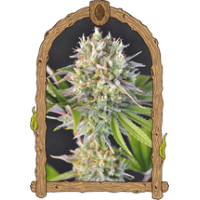 Malawi White TruffleStrain USA Genetics High Yield Feminized seeds Malawi White TruffleStrain USA Genetics High Yield Feminized seeds
