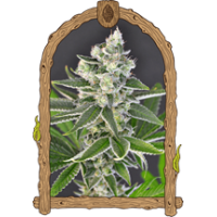 Exotic Seed - Pink HokkaidoStrain USA Genetics Feminized seeds 