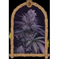 Quick Black LemonStrain Purple Plant USA Genetics Quick Line