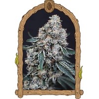 Exotic Seed - Quick Wash Feminized seeds
