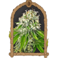 Exotic RuntzStrain USA Genetics Feminized seeds Exotic RuntzStrain USA Genetics Feminized seeds
