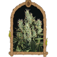 Tangerine BandStrain USA Genetics Feminized seeds Tangerine BandStrain USA Genetics Feminized seeds