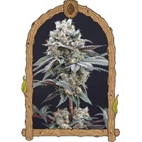 Exotic Seed - THE CLASHStrain USA Genetics Feminized seeds