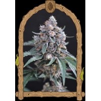 Exotic Seed - Turbo Junky Quick Line Feminized seeds
