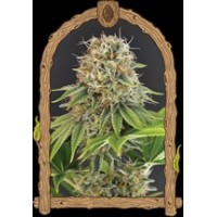 Wedding MonkeyStrain USA Genetics Feminized seeds Wedding MonkeyStrain USA Genetics Feminized seeds