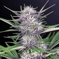 Fast Buds Seeds - Banana Purple Punch | Autoflowering seed | 10 pieces