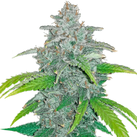 Fast Buds Seeds - Blue Dreammatic | Autoflowering seed | 10 pieces