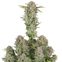 Fast Buds Seeds - Bruce Banner | Autoflowering seed | 3 pieces