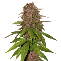 Fast Buds Seeds - C4 | Autoflowering seed | 10 pieces