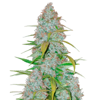 Fast Buds Seeds - Californian Snow | Autoflowering seed | 10 pieces