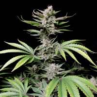 Fast Buds Seeds - Cherry Cola | Autoflowering seed | 10 pieces