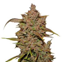 Fast Buds Seeds - Crystal M.E.T.H. | Autoflowering mag | 10 darab