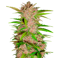 Fast Buds Seeds - Fastberry | Autoflowering seed | 10 pieces