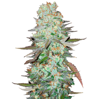 Fast Buds Seeds - G 14 | Autoflowering seed | 10 pieces