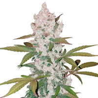 Fast Buds Seeds - Girl Scout Cookies | Autoflowering seed | 10 pieces