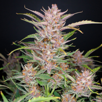 Fast Buds Seeds - Gorilla Punch | Autoflowering seed | 10 pieces