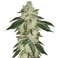 Fast Buds Seeds - Green Crack | Autoflowering seed | 3 pieces