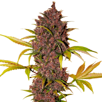 Fast Buds Seeds - LSD-25 | Autoflowering seed | 10 pieces