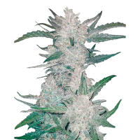 Fast Buds Seeds - Mexican Airlines | Autoflowering seed | 10 pieces