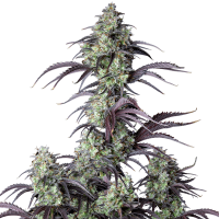 Fast Buds Seeds - Mimosa Cake | Autoflowering seed | 10 pieces