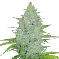 Fast Buds Seeds - Original Cheese | Autoflowering seed | 10 pieces