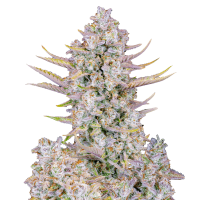 Fast Buds Seeds - Purple Punch | Autoflowering seed | 10 pieces