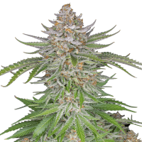 Fast Buds Seeds - Strawberry Pie | Autoflowering seed | 10 pieces