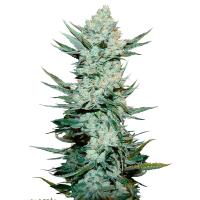 Fast Buds Seeds - Tangie Matic | Autoflowering seed | 10 pieces