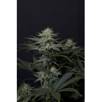 Fast Buds Seeds - GG4 Sherbet FF