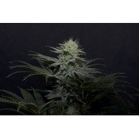 Fast Buds Seeds - Gorilla Cookies FF 