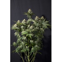 Fast Buds Seeds - Orange Sherbet FF 