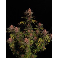 Fast Buds Seeds - Purple Lemonade FF