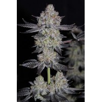 Fast Buds Seeds - Tropicana Cookies FF