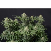 Fast Buds Seeds - Wedding Cheesecake FF
