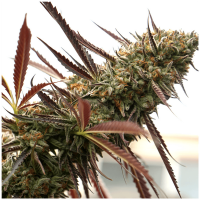 Humboldt - Ghost of NYC | Feminized seed | 10 pieces - Humboldt Feminised - Humboldt - Seed Diskont - Hanfsamen Shop