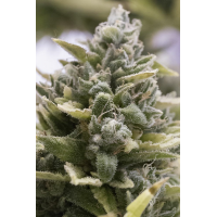 Humboldt - OG Kush | Autoflowering seed | 10 pieces