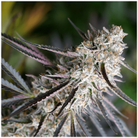 Humboldt - Peanut Butter Breath Fast Flowering | Feminized seed | 10 pieces