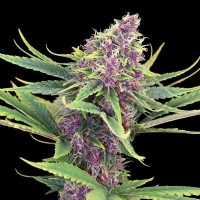 Kannabia Seeds - Purple Kush | Feminized seed | 10 pieces