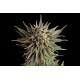 Kannabia Seeds - Gypsy Kush | Feminized seed | 10 pieces - Kannabia Seeds Feminised - Kannabia Seeds - Seed Diskont - Hanfsamen Shop
